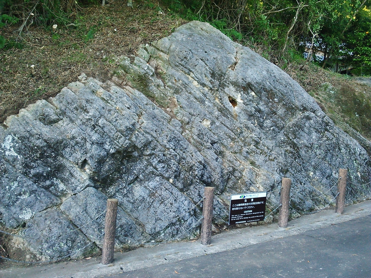 下白岩のレピドサイクリナ
